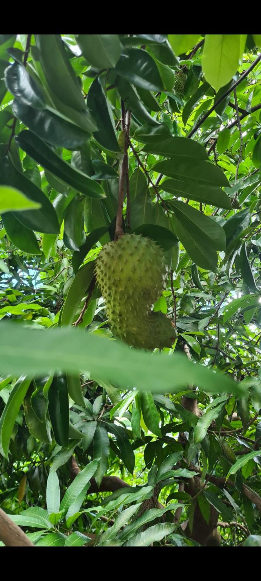 Le Corossol Appart Mamoudzou Luaran gambar